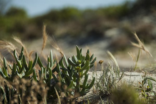 Turquoise Way Walk Trail Interpretive Signage